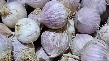 云南紫皮独头蒜：新鲜的辣干蒜头瓣，非东北现挖5斤整箱湿蒜红皮大蒜3