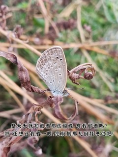 夕阳落日，秋日蝴蝶？原来是它们在这里!