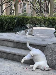 喵桑，今天去哪里化缘呀