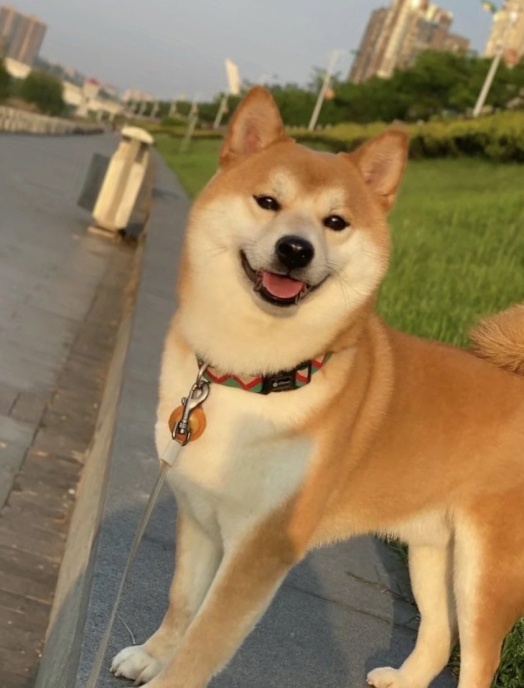 柴犬的话他是体积比较小的,我感觉看起来也是非常的可爱,非常的呆萌