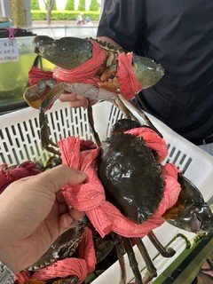 海鲜市场的螃蟹真挺大啊，买个解解馋吧