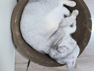 值得推荐的猫咪用品-大号猫咪抓板