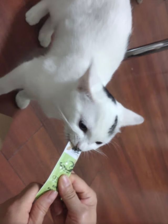 好吃的猫条