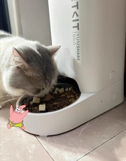 喂食器让我少了一些对猫的愧疚感