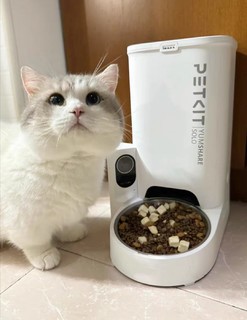 喂食器让我少了一些对猫的愧疚感