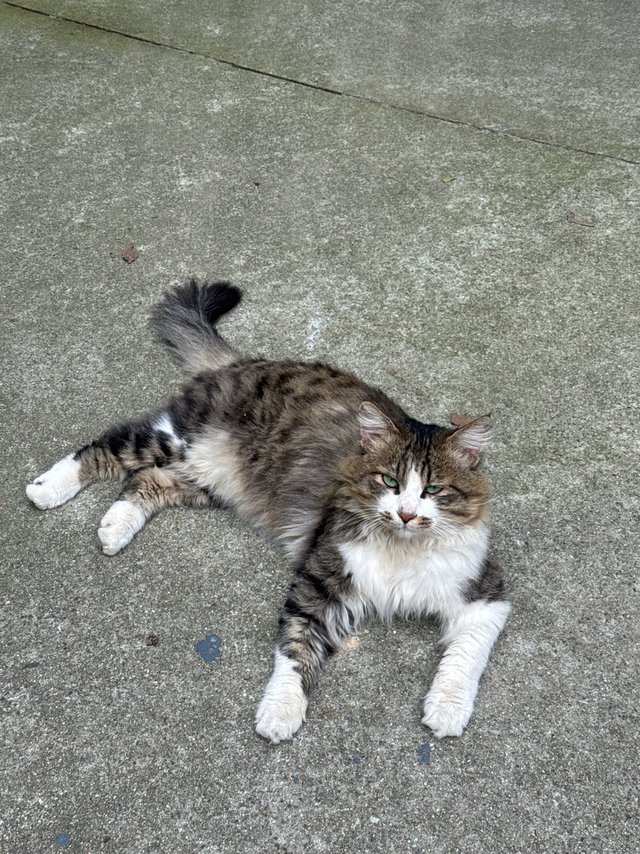 虽然不到6元，但诚意满满，给小区流浪猫祛虫保健康。