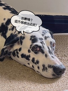 🐶斑点狗设计，注入活泼可爱的气质！❤️
