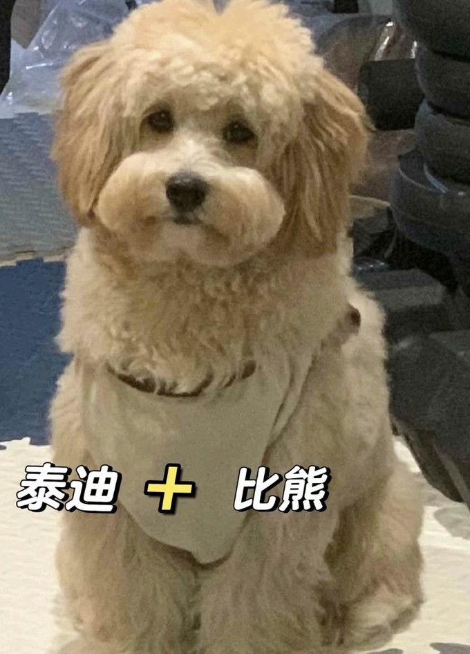 狗狗