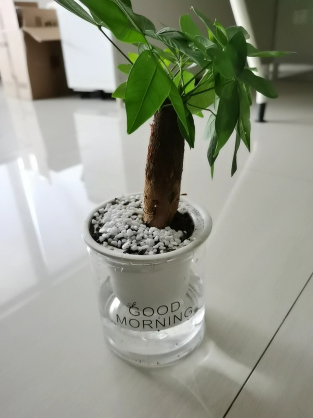 最近神券叠加红包0.01元买的发财树，