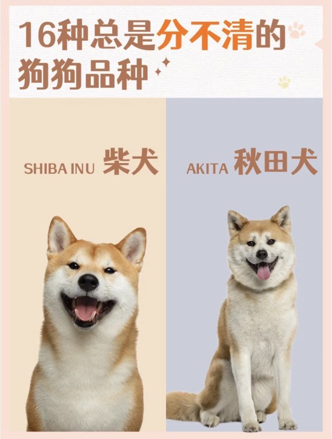 狗狗品种傻傻分不清？拒绝乱指认的尴尬_什么值得买