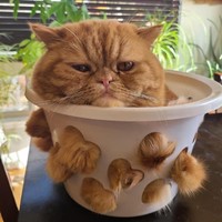猫咪最爱的猫粮