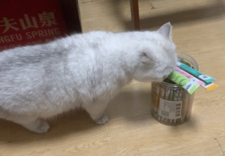 多特思猫条