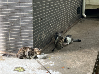 小区流浪猫吃了我买的猫粮一个比一个漂亮精神！