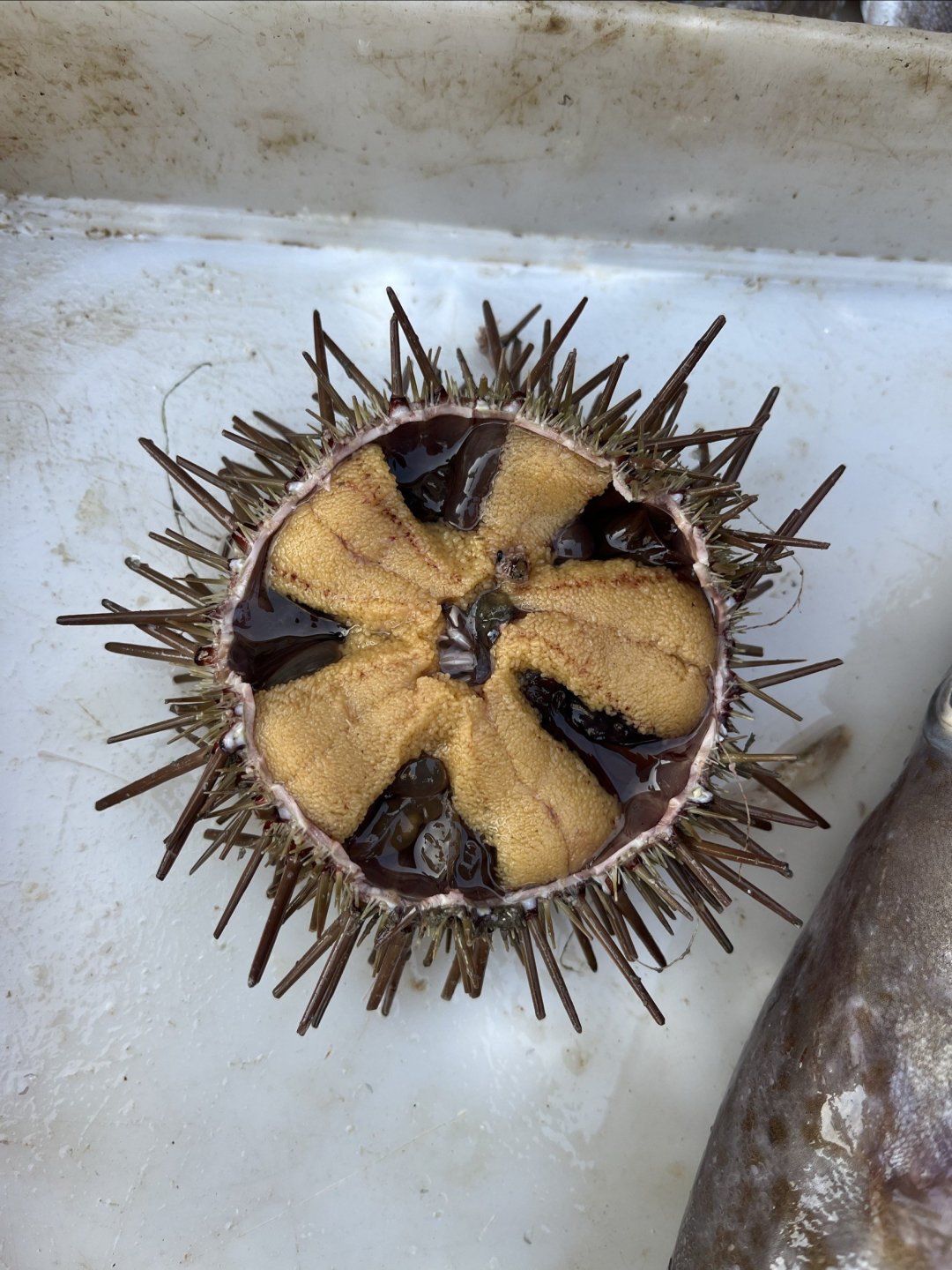 来大连吧!正是吃海胆的季节!