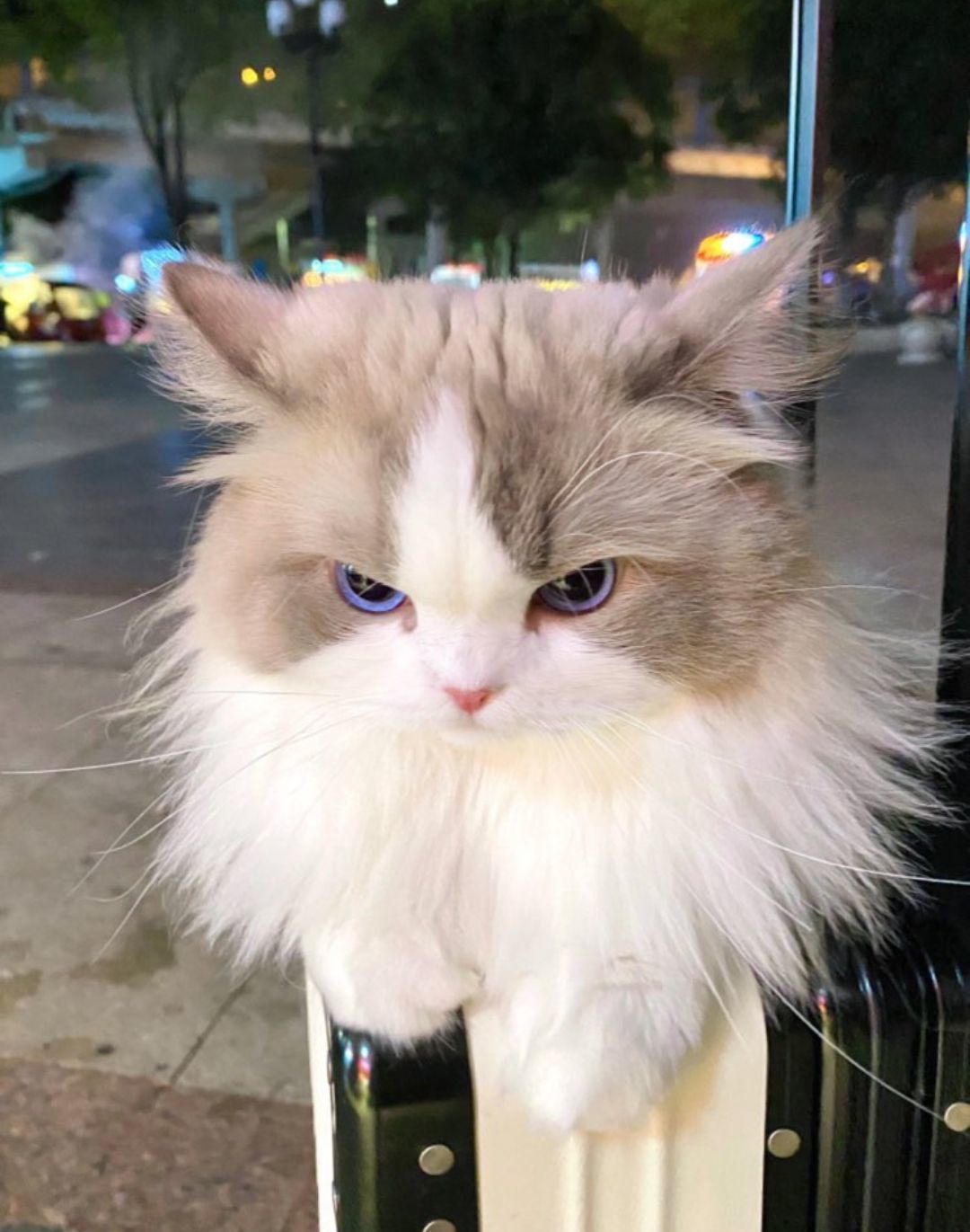 宠物小猫叠罗汉来咯