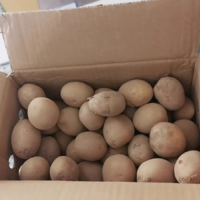 恩施小土豆，顾名思义，就是产自湖北恩施地区的小型土豆。