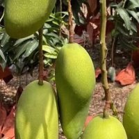 芒果有哪些营养价值？