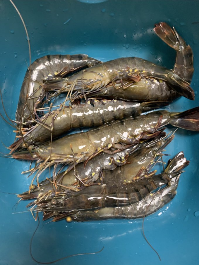 为什么有人会花60多买一斤冷冻盐田虾,难道45元一斤的鲜活黑虎虾不香