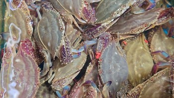 秋天的食材：肉质鲜美的梭子蟹