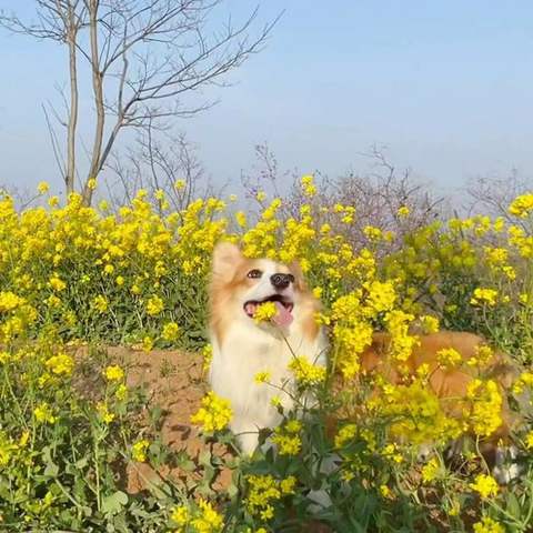 狗狗几岁算是老年犬？老年犬适合吃什么狗粮？