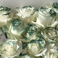 云南基地自产自销玫瑰花鲜花卡布奇诺搭配好20枝一束水养鲜切花