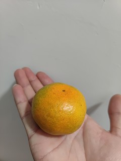 1块钱一斤的小蜜橘，惊喜