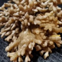 福建武夷山的美食瑰宝——新鲜龙爪菇