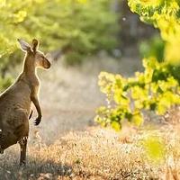 最新 | 中方将对澳洲葡萄酒关税进行为期五个月的审查，澳洲酒商已开始邀约中国进口商继续合作