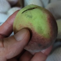 食品健康 篇六：冬天的桃子真的桃之夭夭？