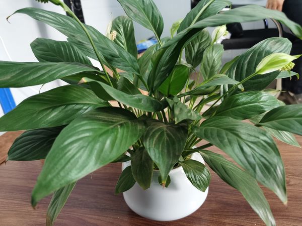 给空旷的客厅摆上一盆绿植，也是很不错的