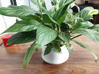 植物专栏 篇十七：给空旷的客厅摆上一盆绿植，也是很不错的