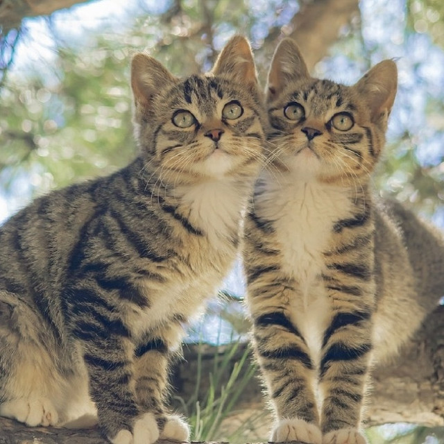 中华田园猫里的五虎上将，你知道是哪些吗？