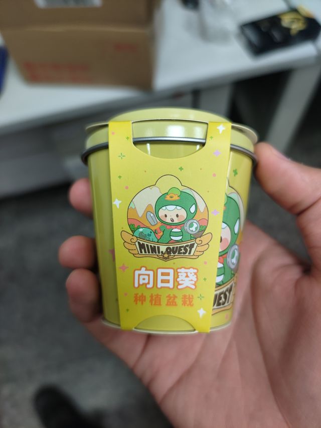 适合孩子启蒙的迷你向日葵