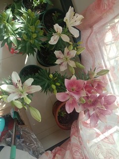 百合花种球LA系列