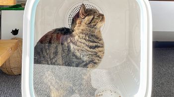 怎么给猫咪洗澡？宠物烘干箱有必要买吗？新上市的CATLINK烘干箱怎么样？真实使用体验告诉你！