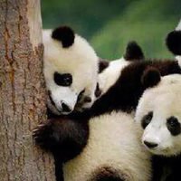 大熊猫生理寿命到底是多少？