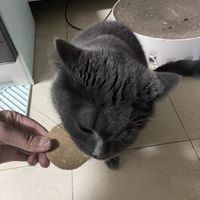 猫咪零食推荐：麦富迪猫咪零食肉饼干