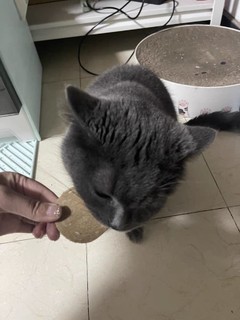 猫咪零食推荐：麦富迪猫咪零食肉饼干