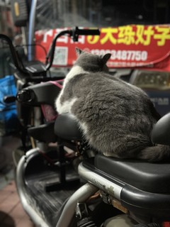 永远居高临下的猫咪