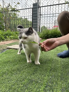 食肉动物也吃草