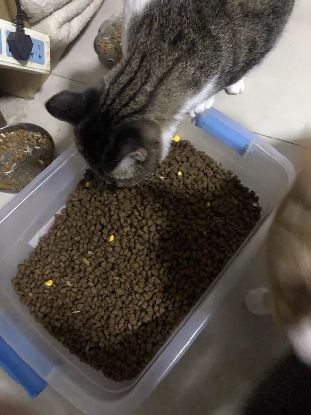 继续囤猫粮了