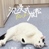 猫🐱也想躺平！