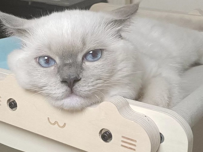 qq空间里的猫猫=空间里的猫猫是什么