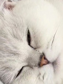 肥白猫