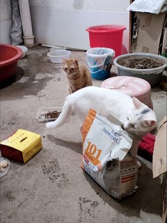 3养猫消费麦富迪101猫粮1.5kg营养森林全价营养成猫幼猫全猫种通用猫咪主粮