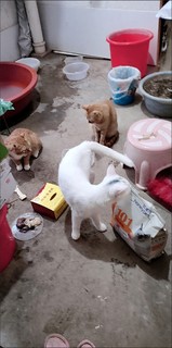 3养猫消费麦富迪101猫粮1.5kg营养森林全价营养成猫幼猫全猫种通用猫咪主粮