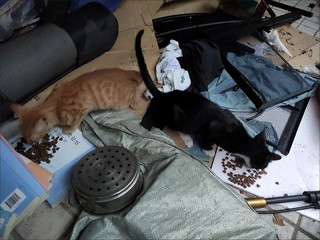 1养猫消费麦富迪101猫粮1.5kg营养森林全价营养成猫幼猫全猫种通用猫咪主粮