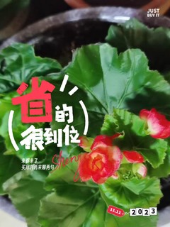 买到心坎里的格丽海棠