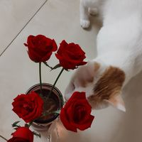 「这就是你的玫瑰？我可不信!」-- 傲娇猫娘总裁的玫瑰情缘
