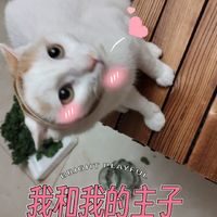 喵星人专用双面胶，让你的猫咪再也逃不掉啦！